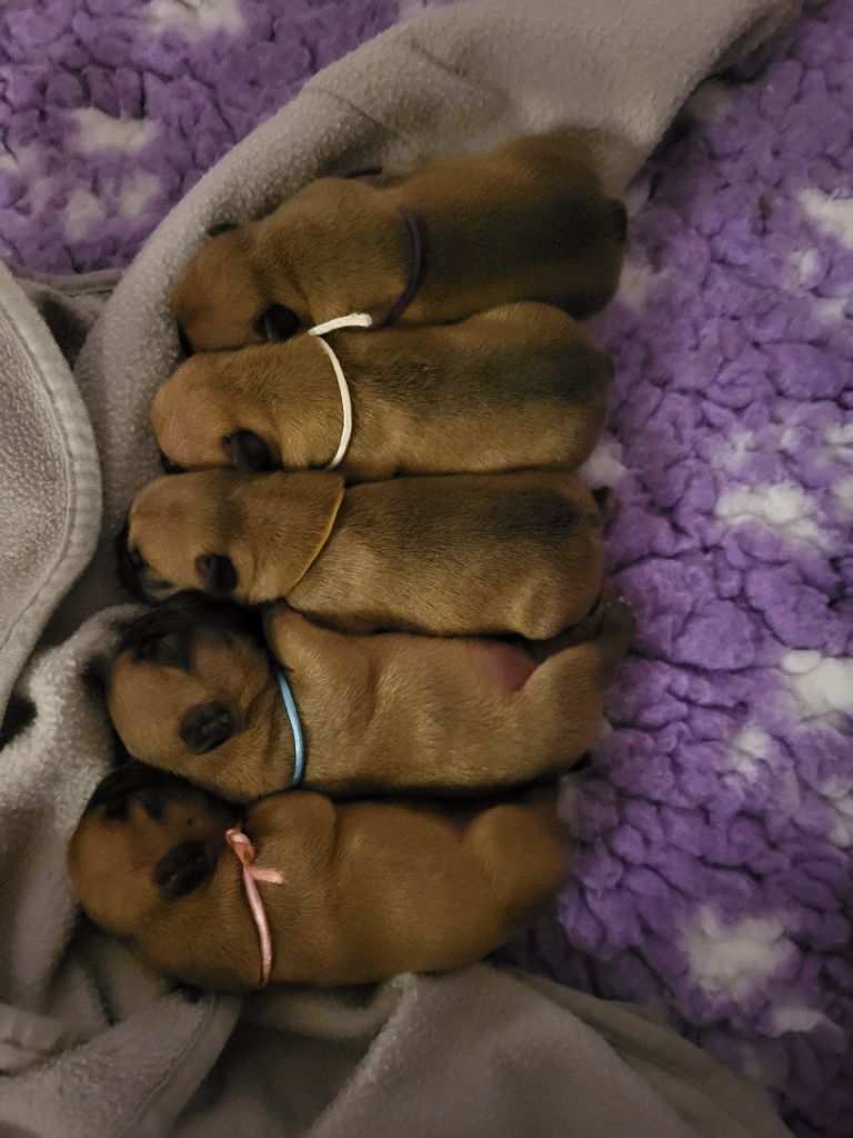 chiot Bouledogue français Des Roseaux De Nikaya