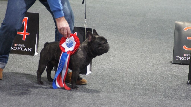 Des Roseaux De Nikaya - CACIB Offenburg 2016