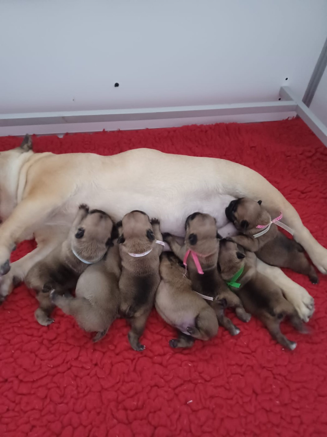 Des Roseaux De Nikaya - Chiots disponibles - Bouledogue français