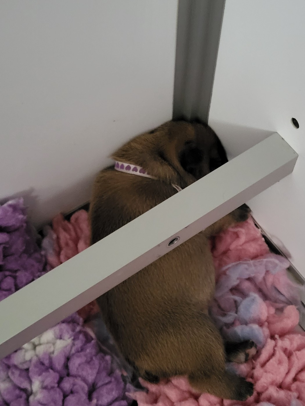 Des Roseaux De Nikaya - Chiots disponibles - Bouledogue français