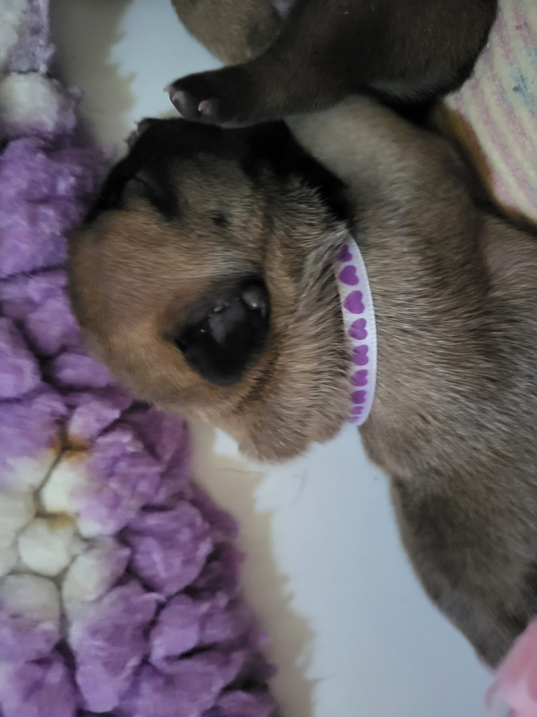 Des Roseaux De Nikaya - Chiots disponibles - Bouledogue français