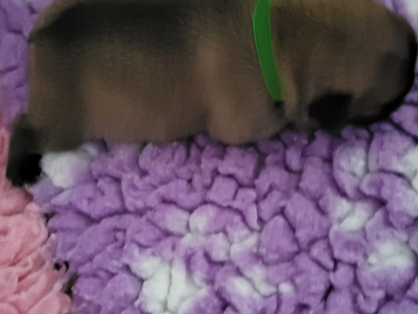 Des Roseaux De Nikaya - Chiots disponibles - Bouledogue français