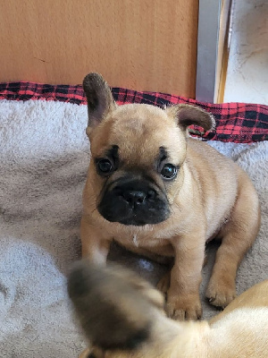CHIOT 1