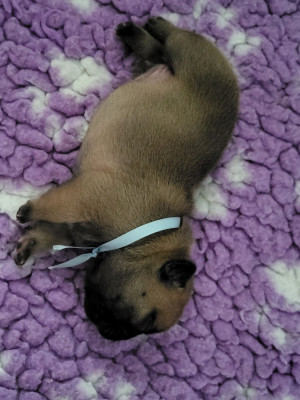 CHIOT 7 BORIS