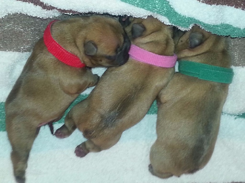 Des Roseaux De Nikaya - Bouledogue français - Portée née le 25/08/2015